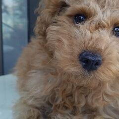 トイプードルの子犬