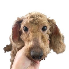 プードル男の子♂(中型犬)