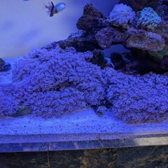 パクパクウミアザミ