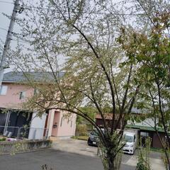 🍀No.5　花が咲きましたいい香りです ロシアンオリーブの枝の画像
