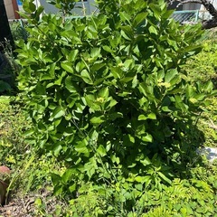 紫陽花