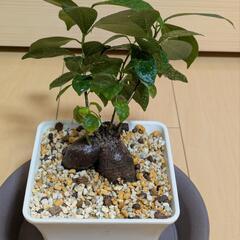 ガジュマル