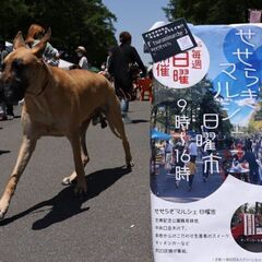 【週末短時間からOK】マルシェ運営サポート、設営撤収作業