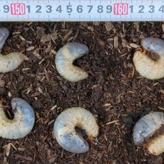 カブトムシの幼虫