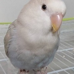 コザクラインコを探してます