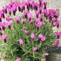 大株 開花中　フレンチラベンダー ザ・プリンセス 鉢花 植物 植木