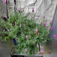 大株 開花中　フレンチラベンダー ザ・プリンセス 鉢花 植物 植木の画像