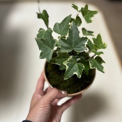 苔玉🌱の画像