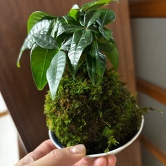 苔玉🌱の画像