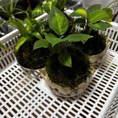 苔玉🌱の画像