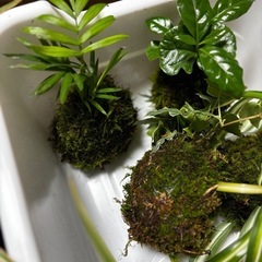 苔玉🌱の画像