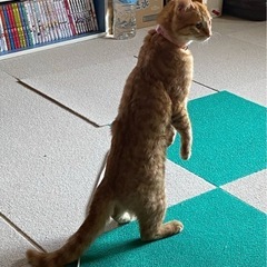茶トラの女の子 りずちゃん − 愛知県