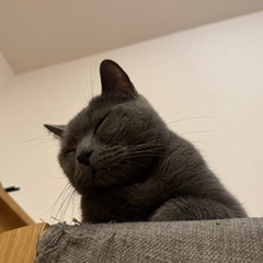 ブリティッシュショート