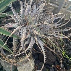 ディッキア　ハイブリッドの画像