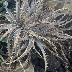 ディッキア　ハイブリッドの画像