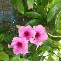つる性植物・取り木苗・1株・庭木・鉢植え