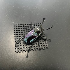 ニジイロクワガタ　初令幼虫　2頭