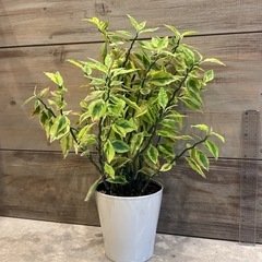 観葉植物ペディランサス［55センチ以上］