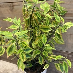 観葉植物ペディランサス［55センチ以上］の画像