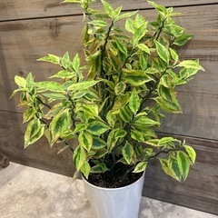 観葉植物ペディランサス［55センチ以上］の画像