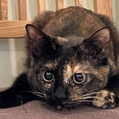 双子のサビ姉妹１才弱