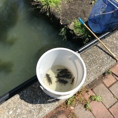 ザリガニ釣りができる所