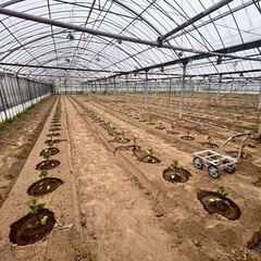 茄子の苗を植えます。