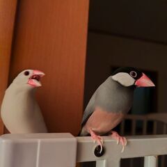 文鳥が大好きな方（同性）