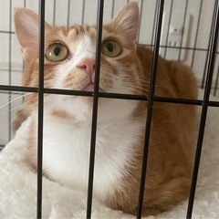 人懐っこい 茶白メス 若成猫