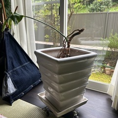観葉植物
