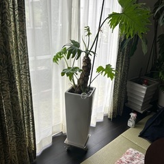観葉植物　セロームの画像