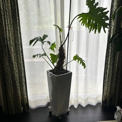 観葉植物　セローム
