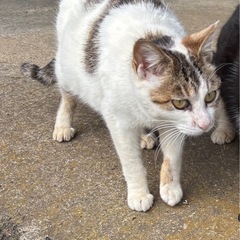 人馴れこれからの椿ちゃん