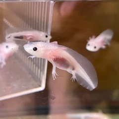 ウーパールーパー  3-5cm 1匹