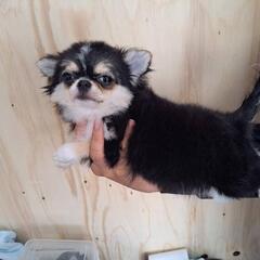 チワワ仔犬1匹♀️います。