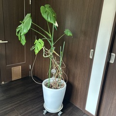観葉植物　　モンステラ
