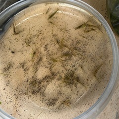 ヌマエビ　10匹