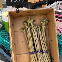 山ブキ入荷しました！✨