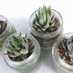 多肉植物「十二の巻」　ひとつ２００円の画像