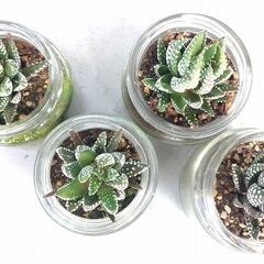 多肉植物「十二の巻」　ひとつ２００円の画像