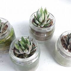 多肉植物「十二の巻」　ひとつ２００円の画像