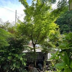 庭木差し上げます！【0円/無料】お取り引き場所は稲城市百村です。の画像