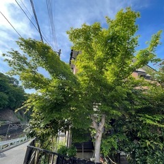 庭木差し上げます！【0円/無料】お取り引き場所は稲城市百村です。の画像