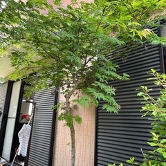 庭木差し上げます！【0円/無料】お取り引き場所は稲城市百村です。の画像