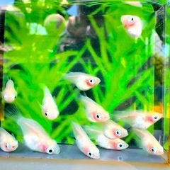 紅ほっぺダルマ〜ショート1ペアの画像