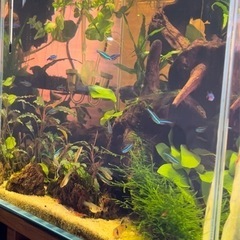 明日まで！　アクアリウム一式 セット ADA30cmキューブ水槽...