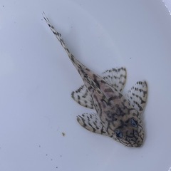 価格交渉OKです。 ⑧キンペコ🐧の画像