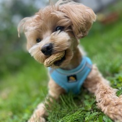 犬友🐶