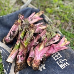 5/2朝採ってきたばかりのウド 新芽500g