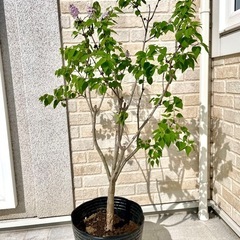 落葉樹　ライラック　植木